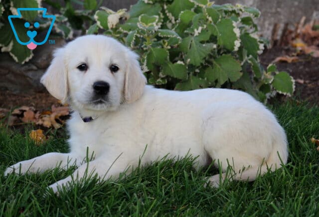 Porky Golden image