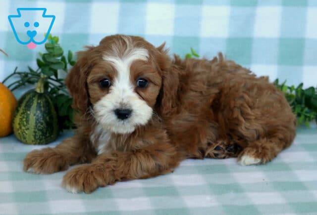 Porsha Cavapoo image