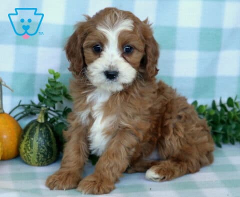 Red and white Cavapoo puppy with a wide white facial blaze sitting beside decorative gourds and leafy greenery on a pale plaid blanket.