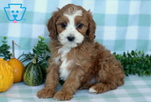 Porsha Cavapoo2 image