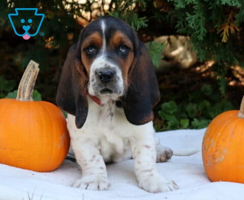 Precious Basset Hound