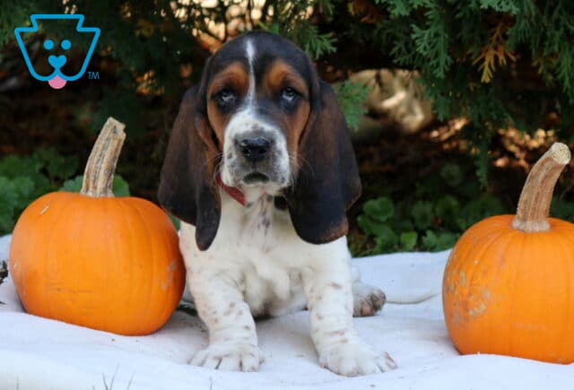 Precious Basset Hound image