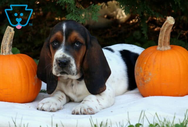 Precious Basset Hound2 image