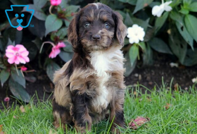 Pretty Cockapoo image
