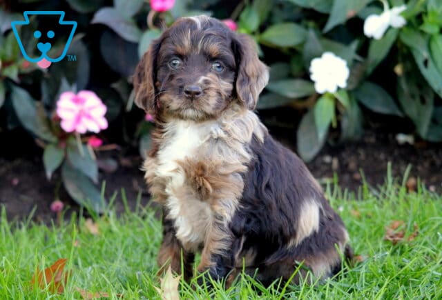 Pretty Cockapoo2 image