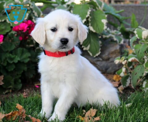 Pretty Golden