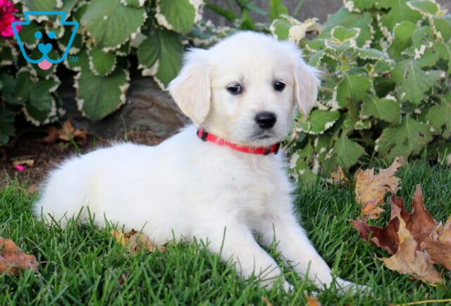 Pretty Golden2 image