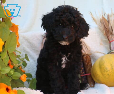 Pretty Mini Poodle
