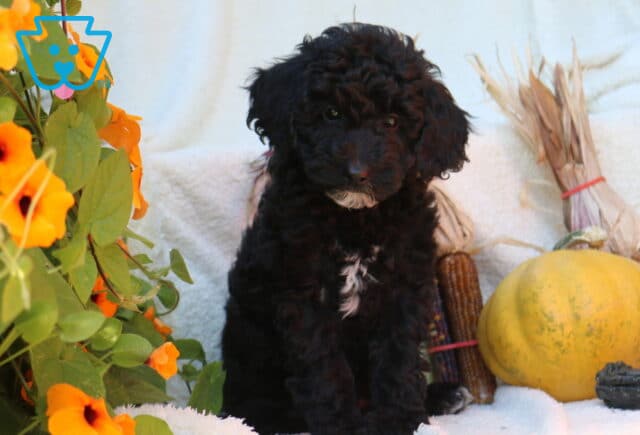 Pretty Mini Poodle image