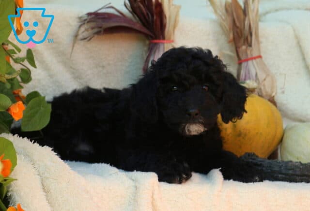 Pretty Mini Poodle2 image