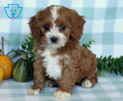 Red and white Cavapoo puppy with a fluffy wavy coat sitting beside small decorative gourds and leafy greenery on a pastel plaid blanket.