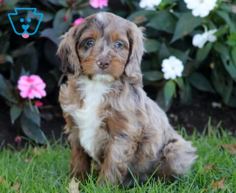 Prince Cockapoo