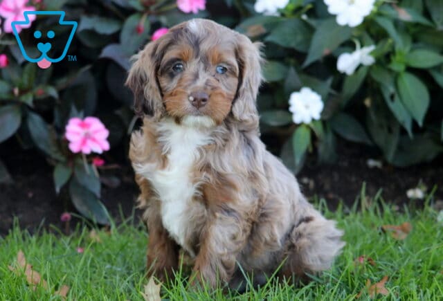 Prince Cockapoo image