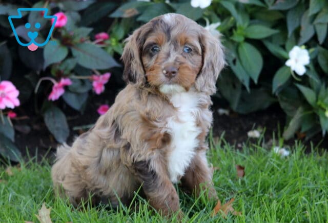 Prince Cockapoo2 image