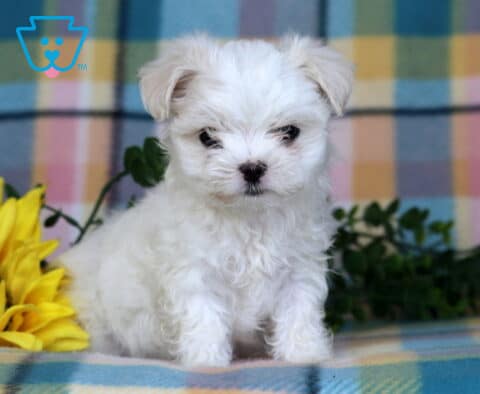 Prince Maltese