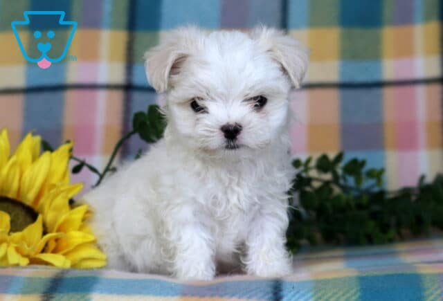 Prince Maltese image