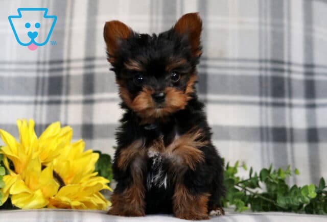 Prince Yorkie image