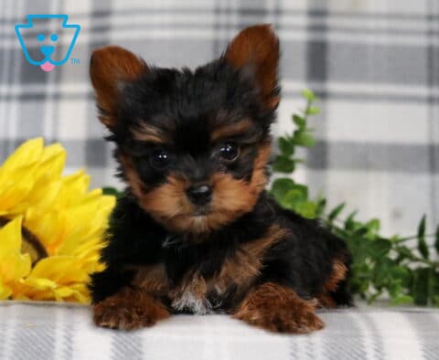 Prince Yorkie2