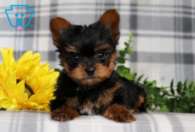 Prince Yorkie2 image