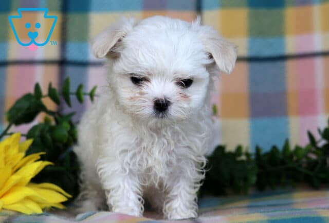Princess Maltese image