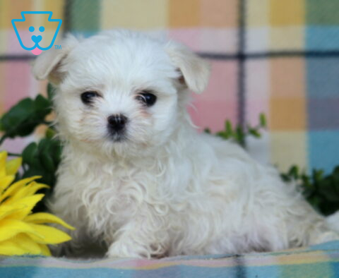 Princess Maltese2