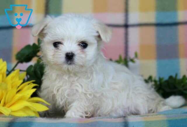 Princess Maltese2 image