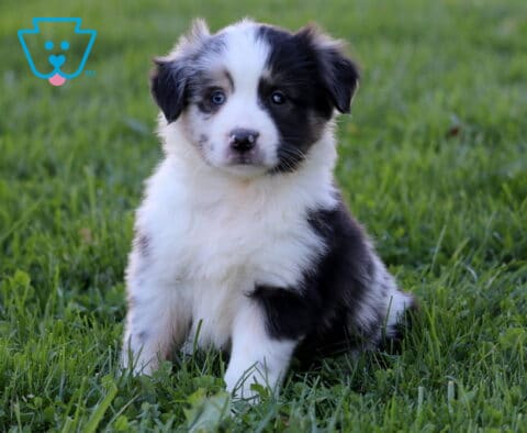 Princess Mini Australian Shepherd
