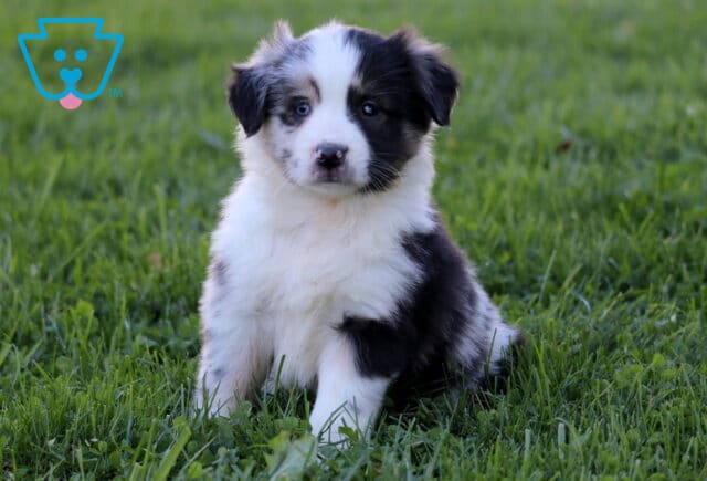 Princess Mini Australian Shepherd image