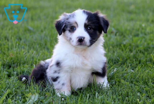 Princess Mini Australian Shepherd2 image