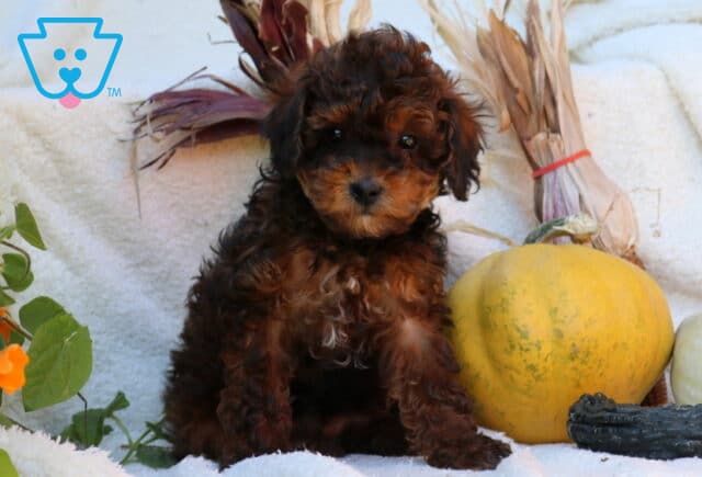 Princess, a chocolate brown Mini Poodle puppy with rich reddish highlights and soft curly fur, sitting beside a yellow pumpkin and fall decorations on a cozy white blanket in Elizabethtown, PA. image