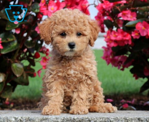 Princess Mini Poodle