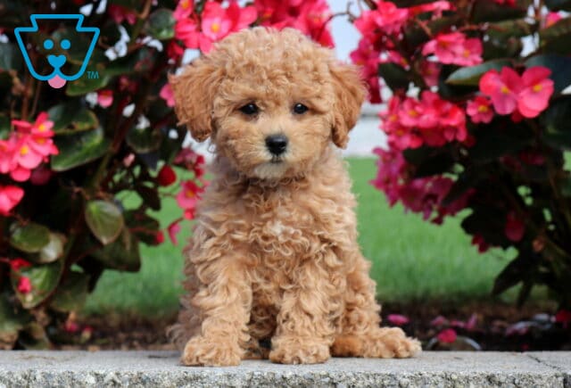 Curly apricot Mini Poodle puppy sitting neatly on a stone ledge framed by vivid pink flowers and lush green leaves. image