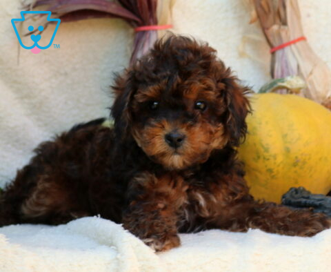 Princess Mini Poodle2