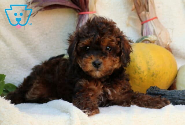 Princess, a chocolate and reddish brown Mini Poodle puppy with fluffy curls and floppy ears, lying with her front paws stretched out beside a yellow pumpkin in Elizabethtown, PA. image