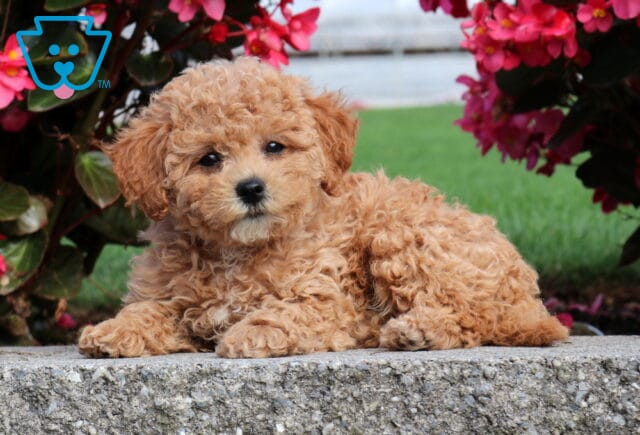Apricot Mini Poodle puppy with a plush curly coat relaxing on a stone ledge beneath bright pink flowers. image
