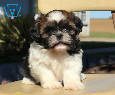 Princess, an adorable Shih Tzu puppy with a fluffy white chest and paws, rich brown and black facial markings, and a distinctive white blaze on her forehead, sitting upright on a vintage chair outdoors in Gap, PA.