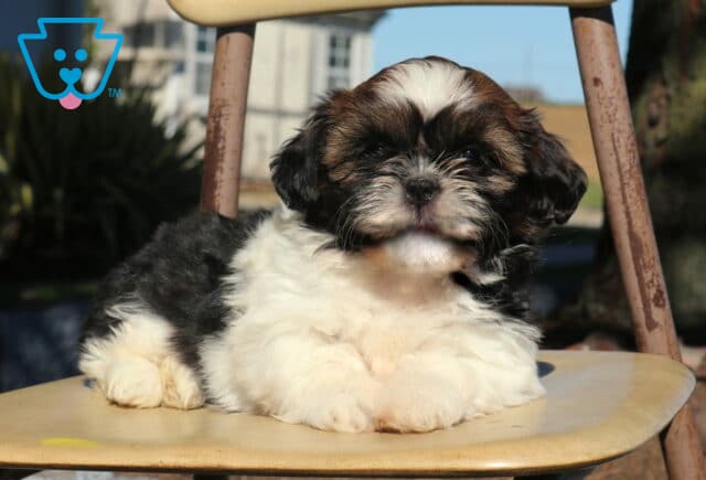 Princess Shih Tzu2 image