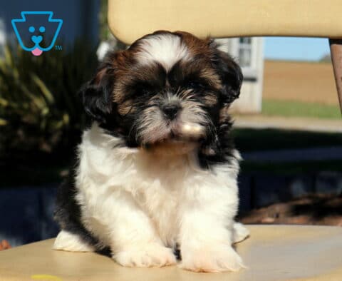 Princess Shih Tzu3