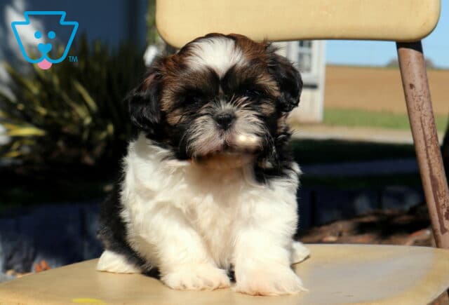 Princess Shih Tzu3 image