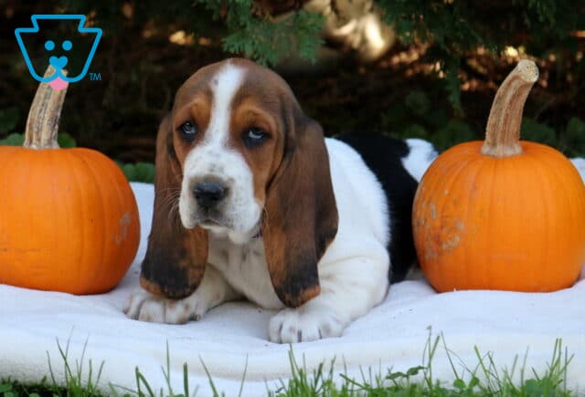 Pumpkin Basset Hound image