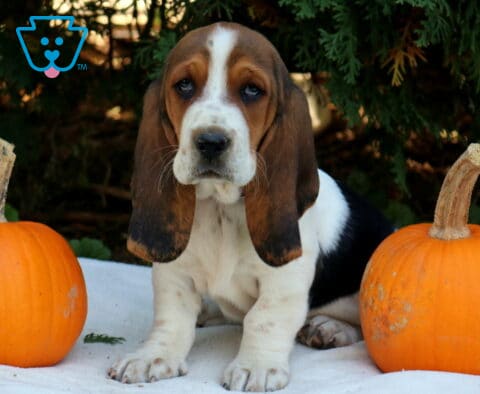 Pumpkin Basset Hound2