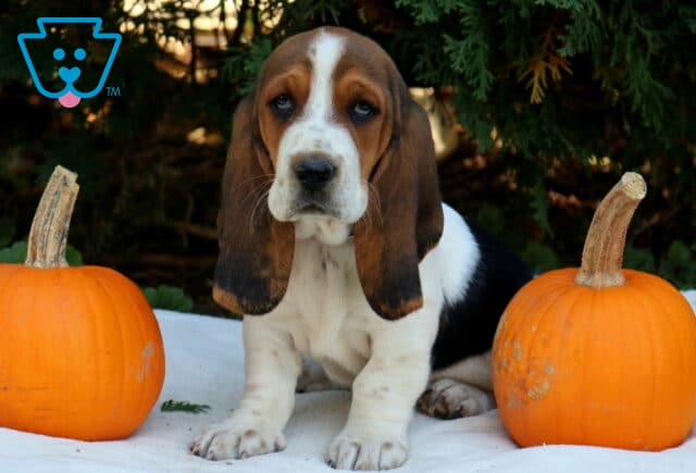 Pumpkin Basset Hound2 image