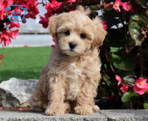 Pumpkin Mini Poodle