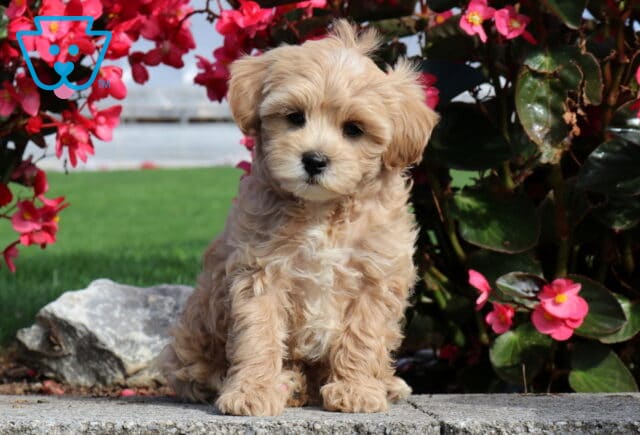 Pumpkin Mini Poodle image