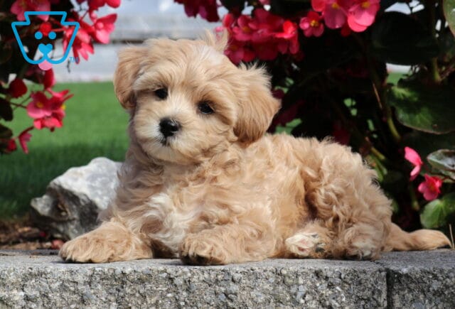 Pumpkin Mini Poodle2 image