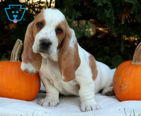 Puppers Basset Hound