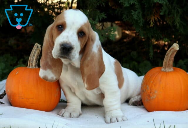 Puppers Basset Hound image
