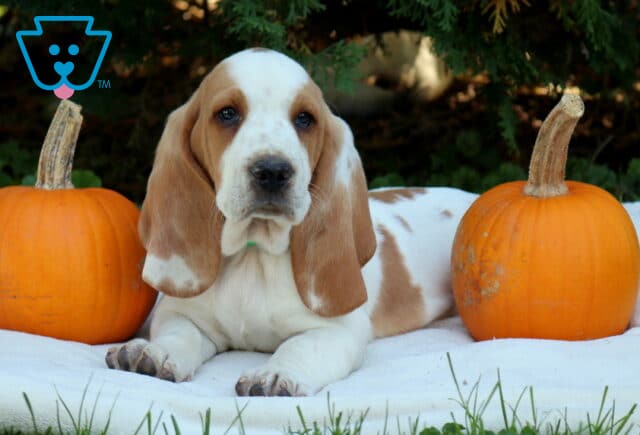 Puppers Basset Hound2 image