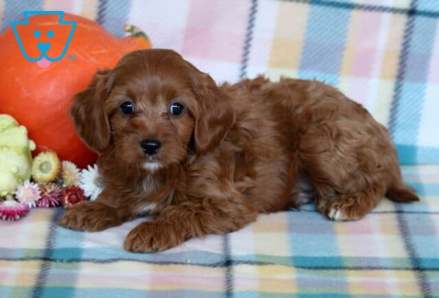 Racco Cavapoo image
