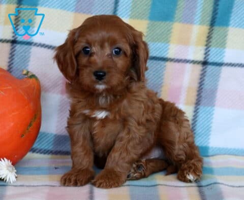 Racco Cavapoo2